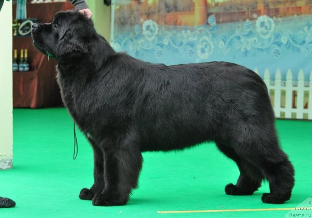 Фотография № 91091