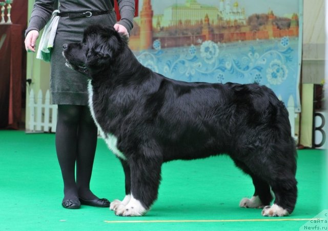 Фото: ньюфаундленд Mag Ispolin Lavina (Маг Исполин Лавина)