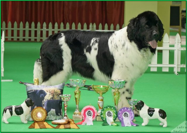 Фото: ньюфаундленд Piternyuf Prodigy (Питерньюф Продижи)