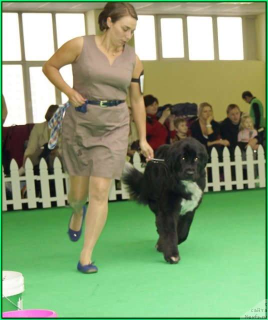 Фото: Kseniya Semikova (Ксения Семикова), ньюфаундленд Piternyuf Enigma (Питерньюф Енигма)