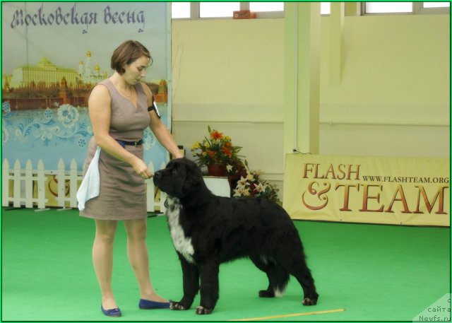 Фото: Kseniya Semikova (Ксения Семикова), ньюфаундленд Piternyuf Enigma (Питерньюф Енигма)