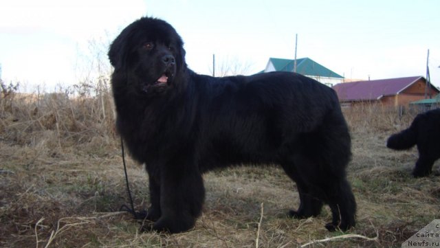Фото: ньюфаундленд Passia Korolya iz Medvejyego Yara (Пассия Короля из Медвежьего Яра)