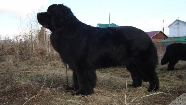 Фото: ньюфаундленд Passia Korolya iz Medvejyego Yara (Пассия Короля из Медвежьего Яра)