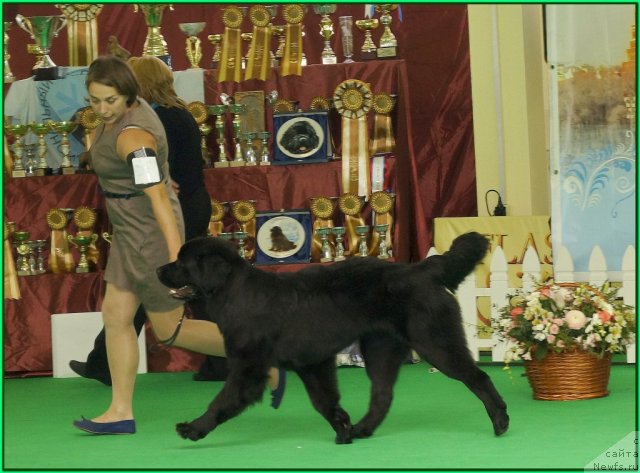 Фото: Kseniya Semikova (Ксения Семикова), ньюфаундленд Piternyuf Nota Bene (Питерньюф Нота Бене)