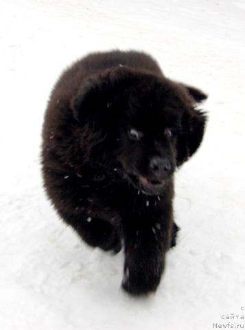 Фотография № 9115