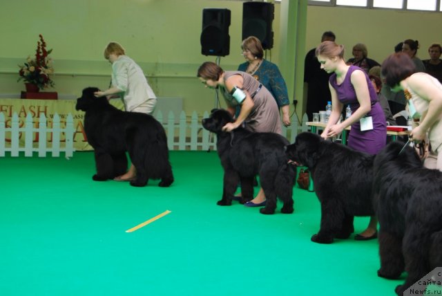 Фото: ньюфаундленд Antey Grand Pobeditel' (Антей Гранд Победитель), Kseniya Semikova (Ксения Семикова)