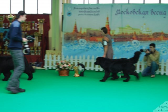 Фото: ньюфаундленд Antey Grand Pobeditel' (Антей Гранд Победитель), Kseniya Semikova (Ксения Семикова)