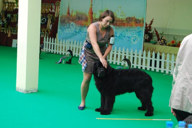 Фото: ньюфаундленд Antey Grand Pobeditel' (Антей Гранд Победитель), Kseniya Semikova (Ксения Семикова)