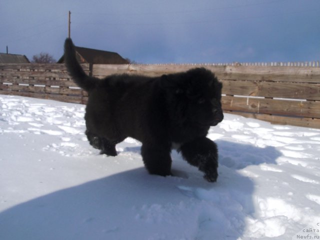 Фото: ньюфаундленд Blyek Diamond Agidel' ot Potapa Uvertyura (Блэк Диамонд Агидель от Потапа Увертюра)