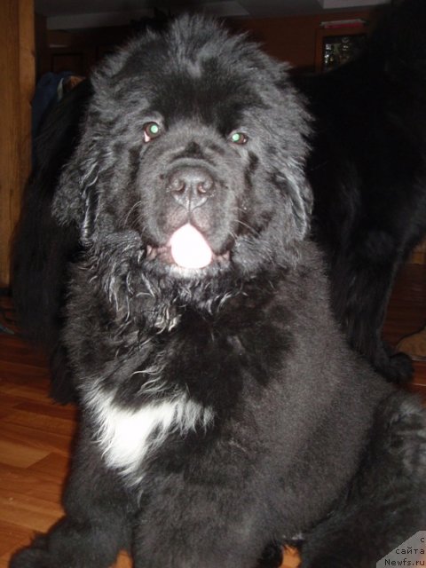 Фото: ньюфаундленд Blyek Diamond Agidel' ot Potapa Uvertyura (Блэк Диамонд Агидель от Потапа Увертюра)