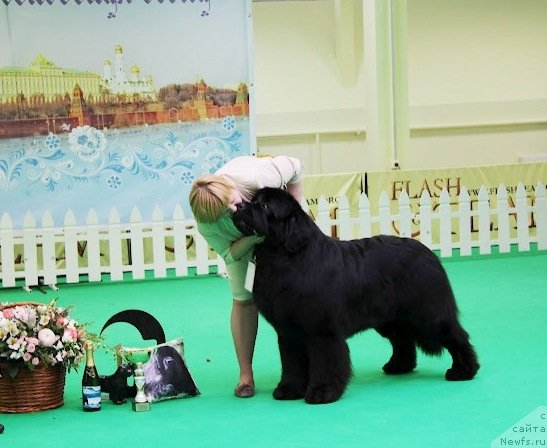 Фото: ньюфаундленд Aquatoriya Kelvin Zolotoy Medved (Акватория Келвин Золотой Медведь), Tat'yana Abutova (Татьяна Абутова)
