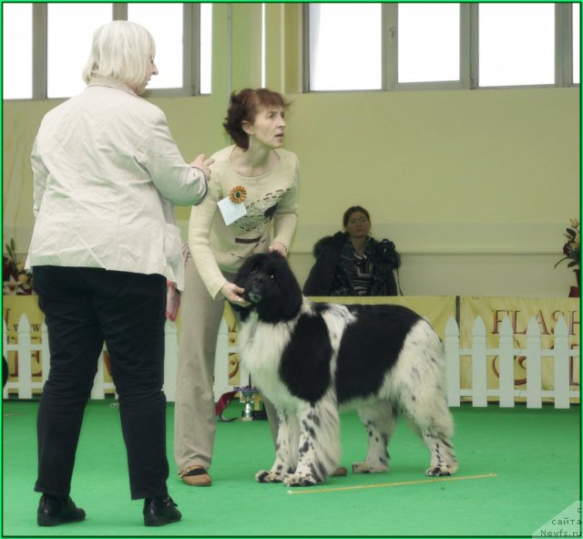 Фото: ньюфаундленд Piternyuf I'll Stand By You (Питерньюф И'лл Станд Бу Уоу)