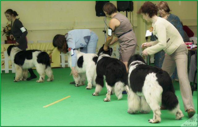 Фото: ньюфаундленд Fluffy Avalanche Satisfaction of My Ambitions (Флюфи Аваланч Сатисфастион оф Май Амбитионс), ньюфаундленд Sent Djons Carevna Lebed (Сент Джонс Царевна Лебедь), ньюфаундленд Piternyuf I Did It Again (Питерньюф И Дид Ит Агаин), ньюфаундленд Piternyuf I'll Stand By You (Питерньюф И'лл Станд Бу Уоу)