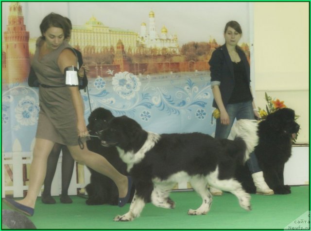 Фото: ньюфаундленд Piternyuf I Did It Again (Питерньюф И Дид Ит Агаин)