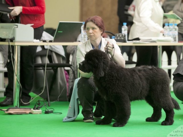 Фото: Svetlana SHuvalova (Светлана Шувалова), ньюфаундленд Sent Djons YUventus (Сент Джонс Ювентус)