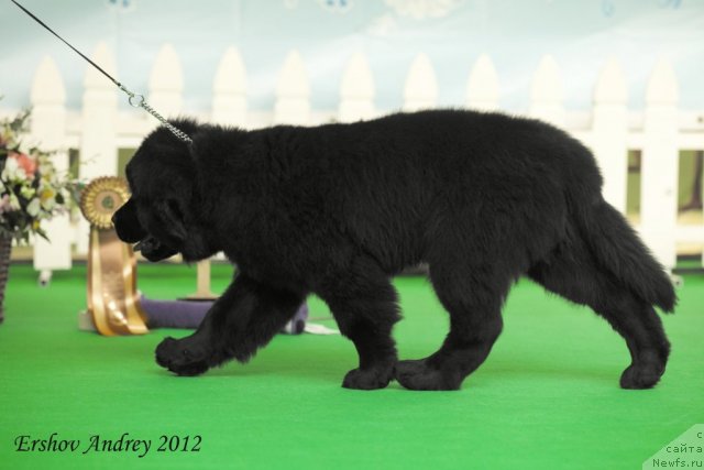 Фото: ньюфаундленд Sent Djons YUventus (Сент Джонс Ювентус)