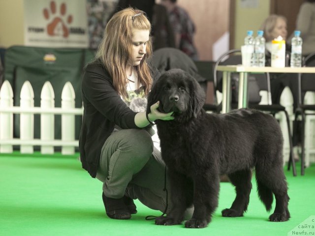 Фото: ньюфаундленд Sent Djons YU May Lav (Сент Джонс Ю Май Лав), Aleksandra SHuvalova (Александра Шувалова)