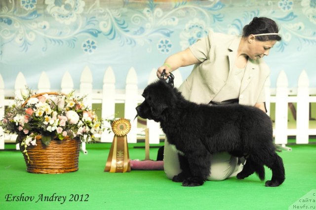 Фотография № 91233