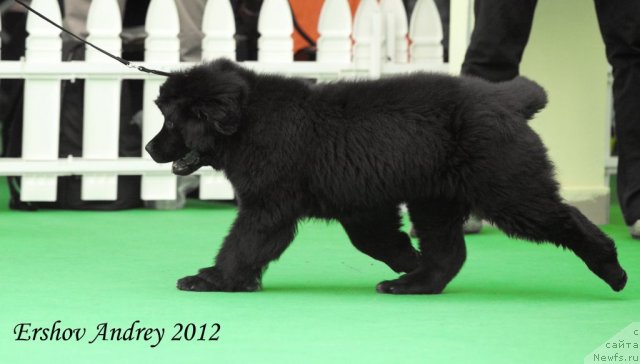 Фотография № 91237