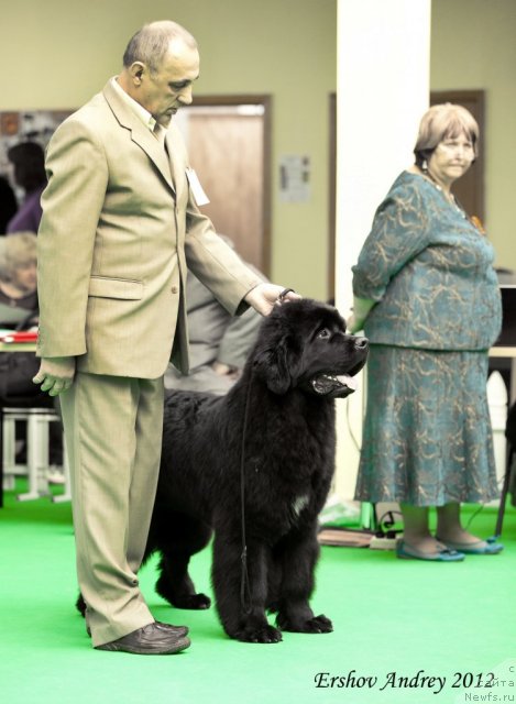 Фото: ньюфаундленд Zvezdnij Dar Agassi (Звездный Дар Агасси)