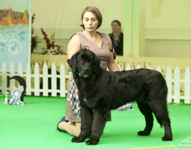 Фотография № 91253