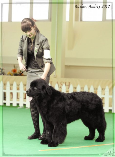 Фотография № 91255