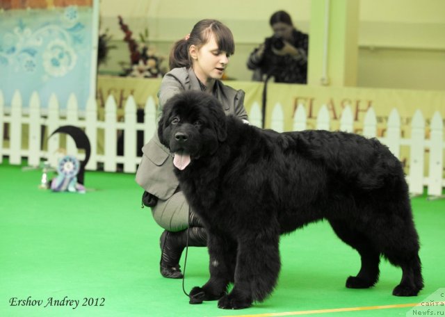 Фото: ньюфаундленд Sent Djons SHagane (Сент Джонс Шагане)