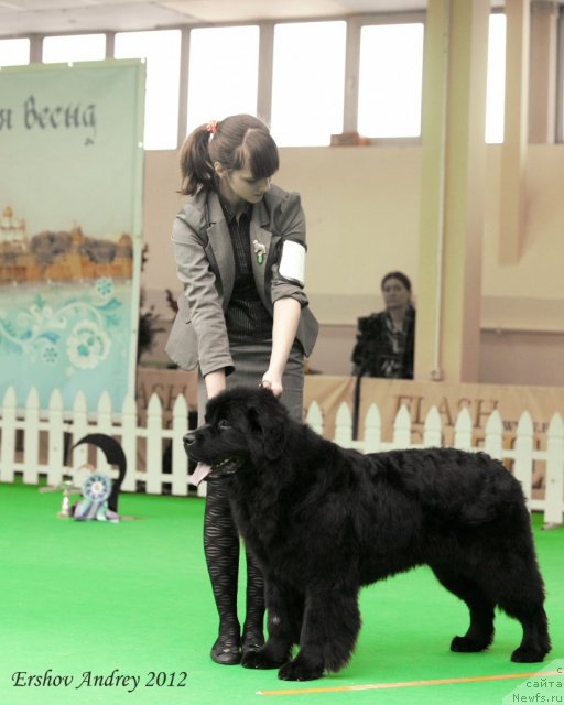 Фото: ньюфаундленд Sent Djons SHagane (Сент Джонс Шагане)