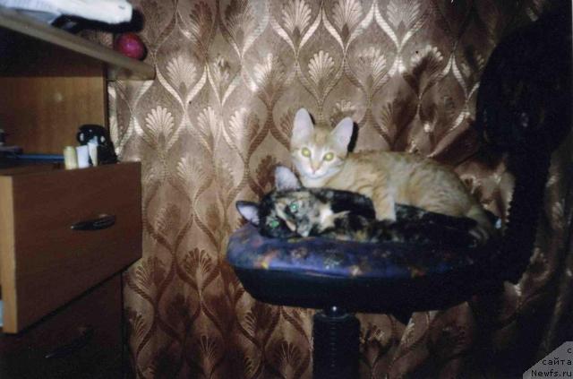 Фото: Svetlana Polyakova (Светлана Полякова)