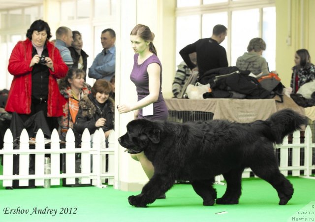 Фото: ньюфаундленд Skazochnaya Kroha Medison (Сказочная Кроха Медисон)