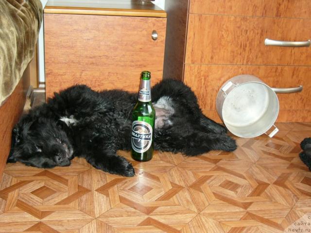 Фото: ньюфаундленд Moroz-Voevoda ot Sibirskogo Medvedya (Мороз-Воевода от Сибирского Медведя)