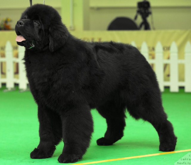 Фотография № 91271