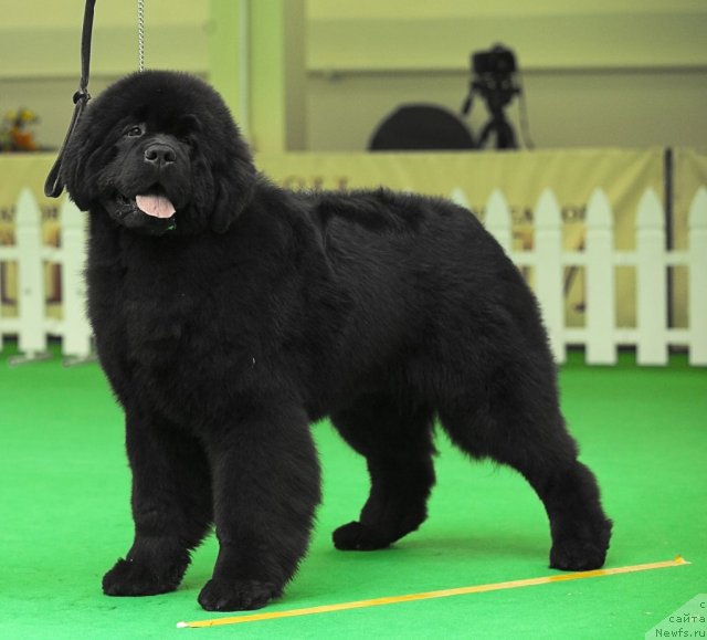 Фотография № 91272