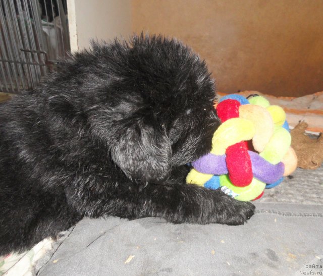 Фото: ньюфаундленд Beguschaya po Volnam Vsya Takaya Rastakaya (Бегущая по Волнам Вся Такая Растакая)