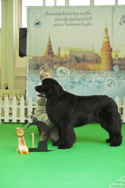 Фото: ньюфаундленд Akvatoriya Kelvin Premium from Nikas (Акватория Келвин Премиум фром Никас)