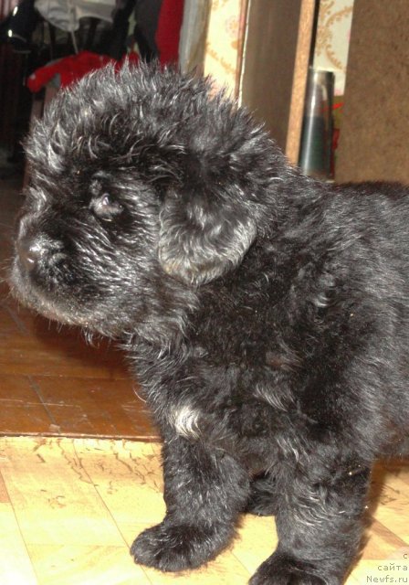 Фото: ньюфаундленд Beguschaya po Volnam Vsya Takaya Rastakaya (Бегущая по Волнам Вся Такая Растакая)