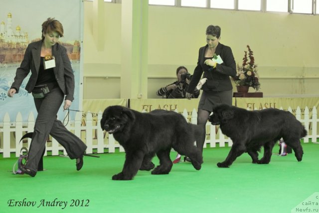 Фотография № 91286