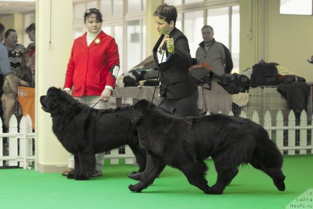 Фото: ньюфаундленд Sent Djons Hyeppi Gou Lakki (Сент Джонс Хэппи Гоу Лакки), ньюфаундленд Osoba Statnaya iz Medvej'ego YAra (Особа Статная из Медвежьего Яра)