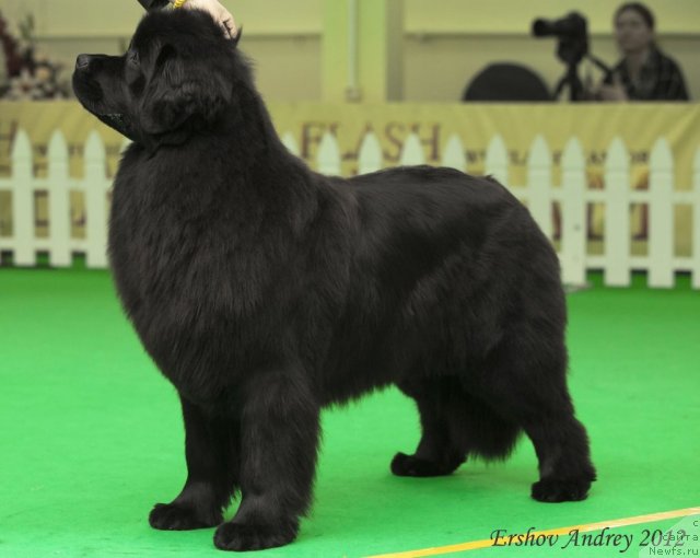 Фото: ньюфаундленд Osoba Statnaya iz Medvej'ego YAra (Особа Статная из Медвежьего Яра)