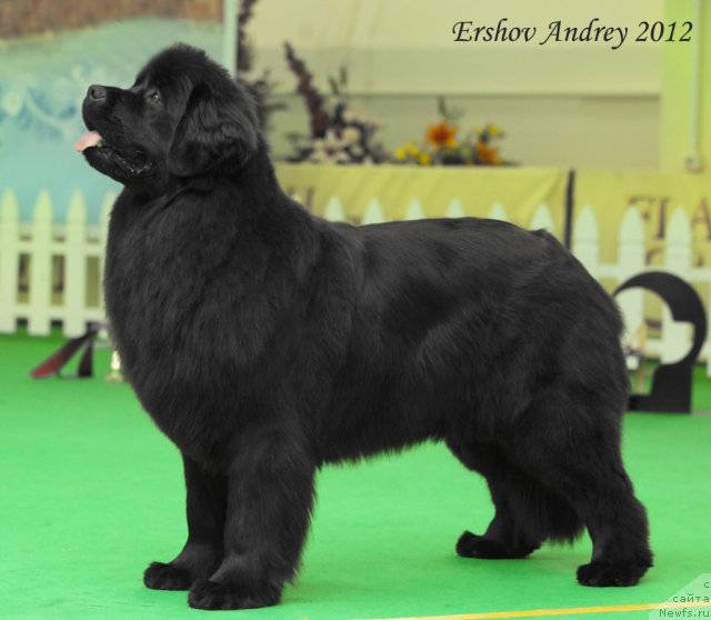 Фотография № 91291