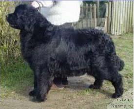 Фото: ньюфаундленд Black Baby Doll van de Tafelronde