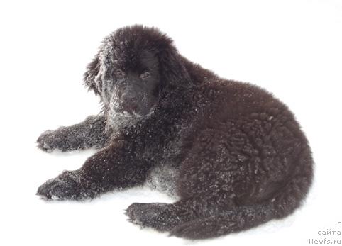 Фото: ньюфаундленд Sent Djons Orfey (Сент Джонс Орфей)