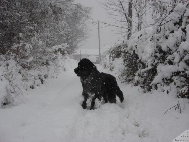 Фото: ньюфаундленд Potap Fidel' (Потап Фидель)
