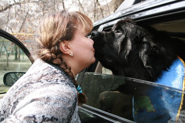 Фото: Farida Siryazeva (Фарида Сирязева), ньюфаундленд Love Story iz Tihogo Omuta (Лав Стори из Тихого Омута)