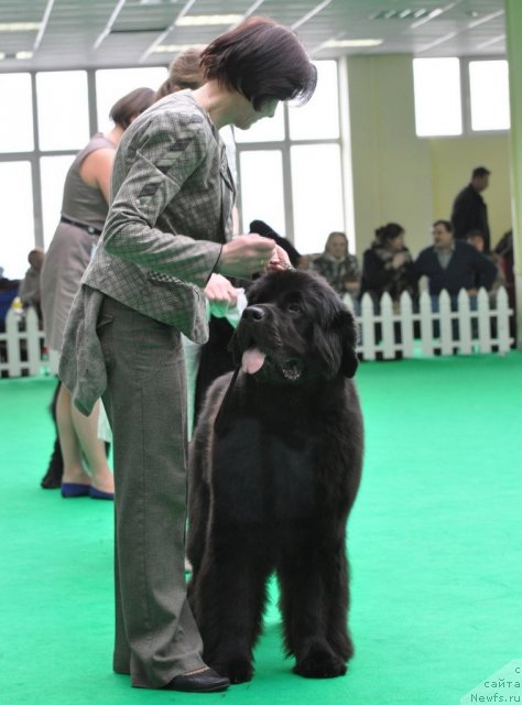 Фото: ньюфаундленд Beguschaya po Volnam Dancing Queen (Бегущая по Волнам Дансинг Квин)