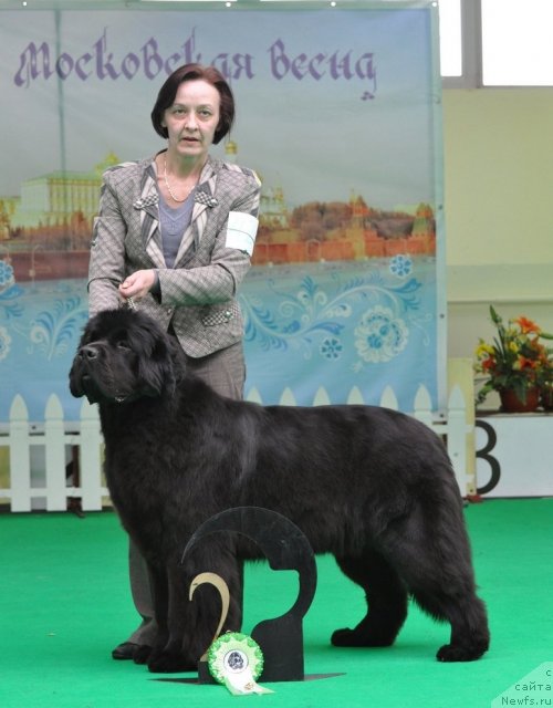 Фото: ньюфаундленд Beguschaya po Volnam Dancing Queen (Бегущая по Волнам Дансинг Квин)