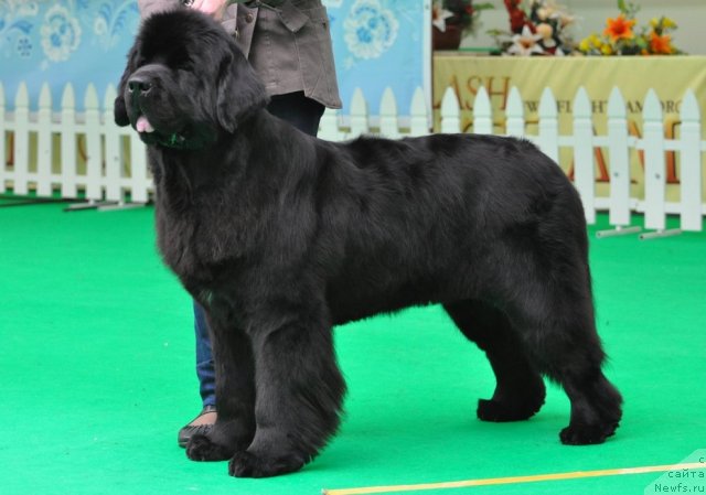 Фото: ньюфаундленд Beguschaya po Volnam Hand Made (Бегущая по Волнам Ханд Маде)