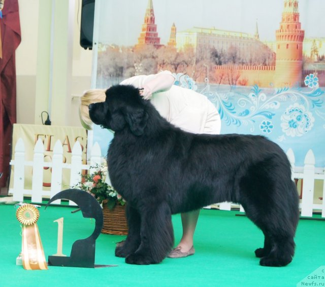 Фото: ньюфаундленд Akvatoriya Kelvin Premium from Nikas (Акватория Келвин Премиум фром Никас)