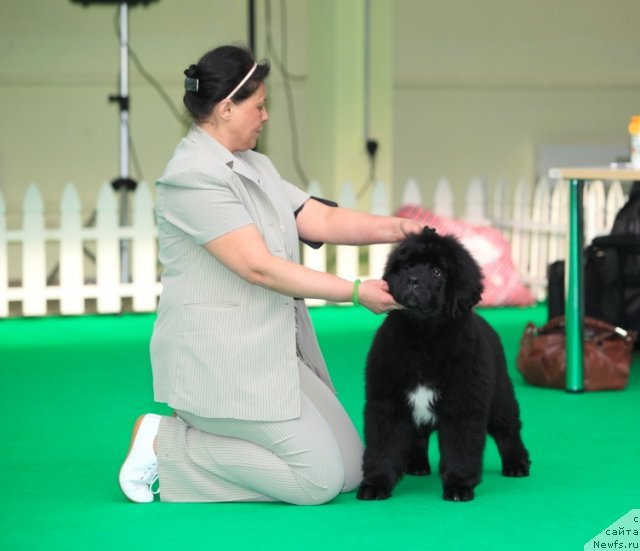 Фото: ньюфаундленд Belkonder-Club Ugli-Boogli (Белкондер-Клаб Угли-Бугли)