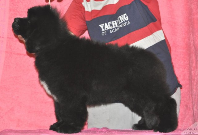 Фото: ньюфаундленд Belkonder-Club Ugli-Boogli (Белкондер-Клаб Угли-Бугли)